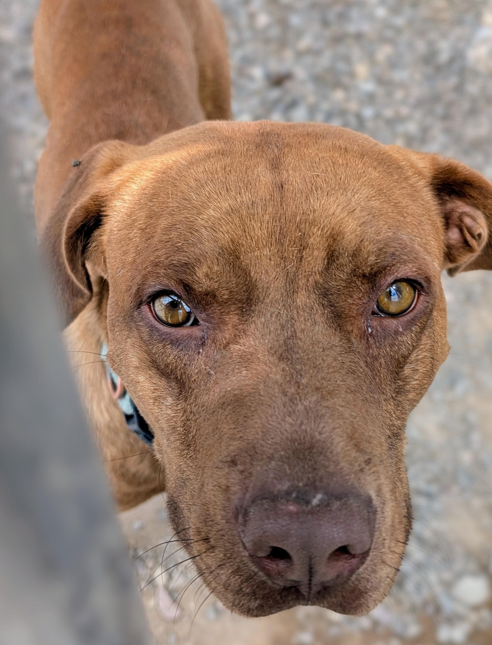 Enlarge Copper, an adopted Pit Bull Terrier in Riverton, WY image 1/1