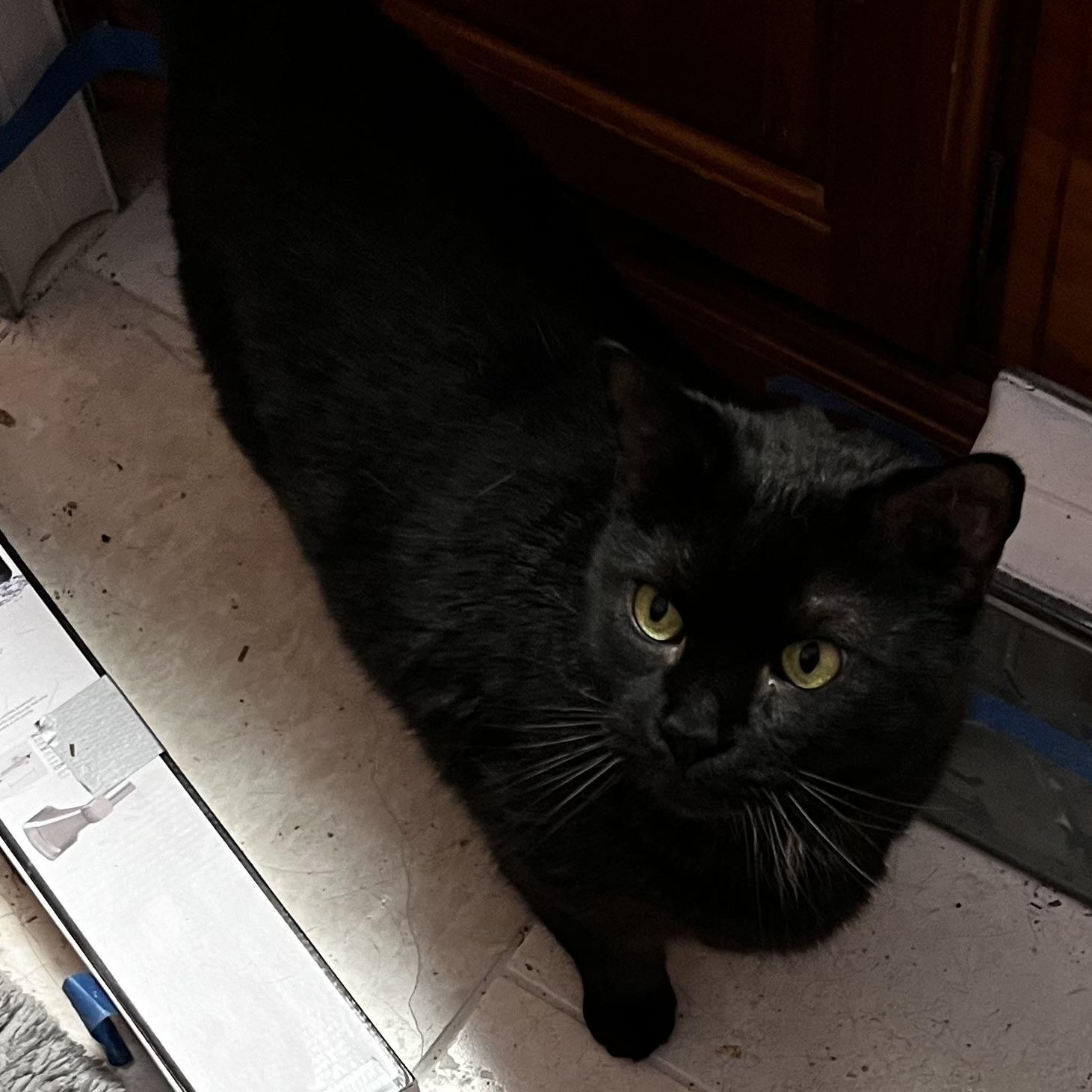 Enlarge Jack (and brother Cheddar), a Adoptable mixed breed in Sarasota, FL image 1/1