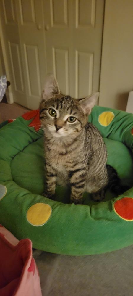 Enlarge Phin, a Adoptable mixed breed in Greenbelt, MD image 2/3