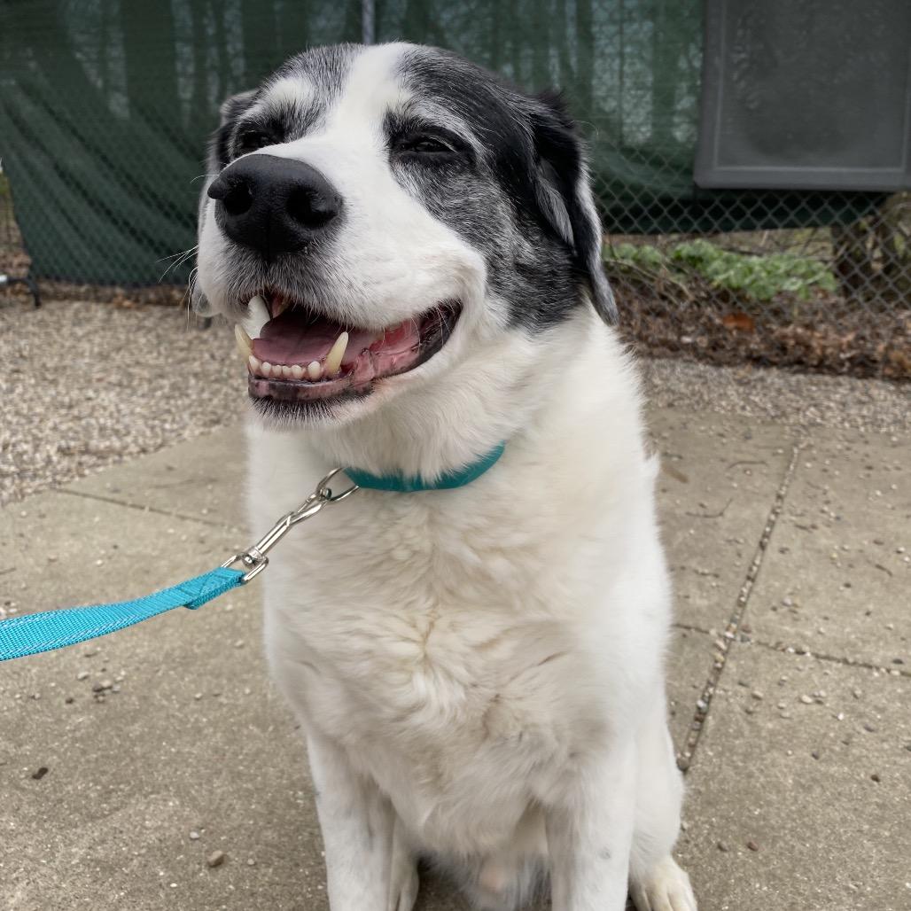 Snoopy, Adoptable, Senior Male Mixed Breed.