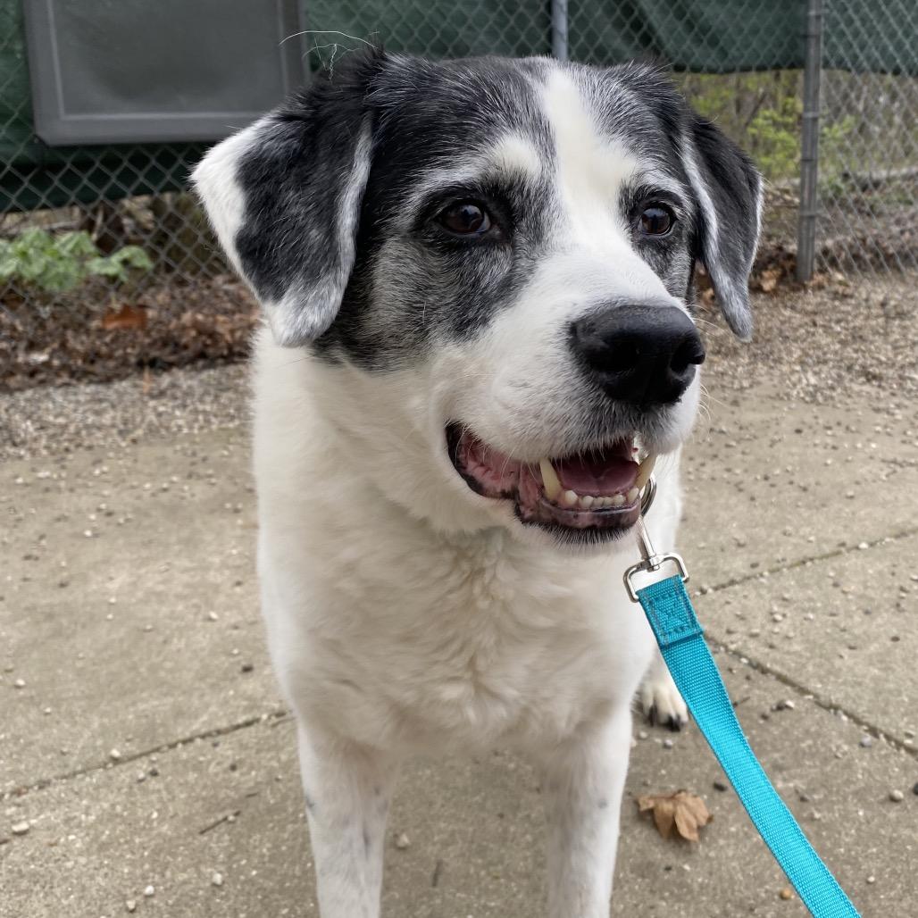 Enlarge Snoopy, a Adoptable Mixed Breed in West Olive, MI image 2/3
