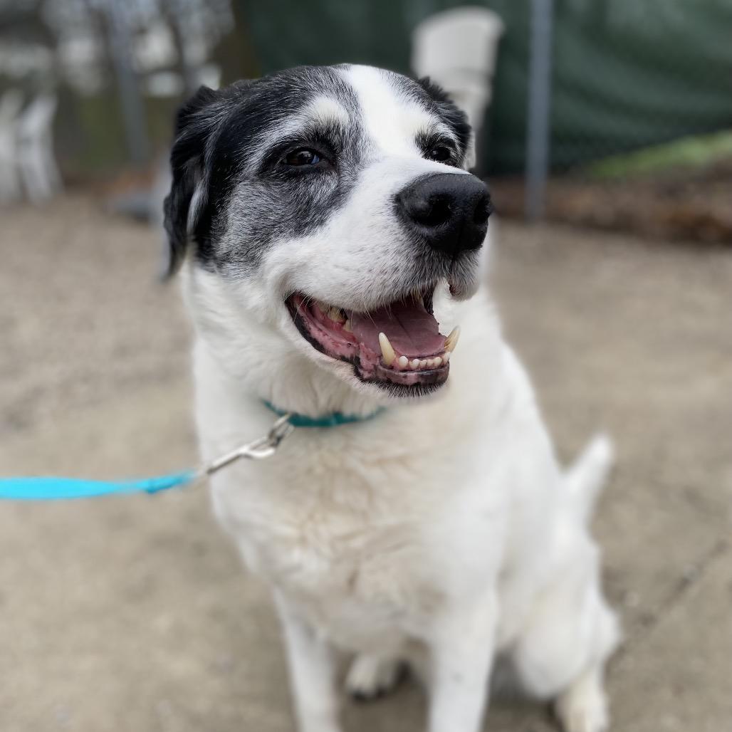 Enlarge Snoopy, a Adoptable Mixed Breed in West Olive, MI image 3/3
