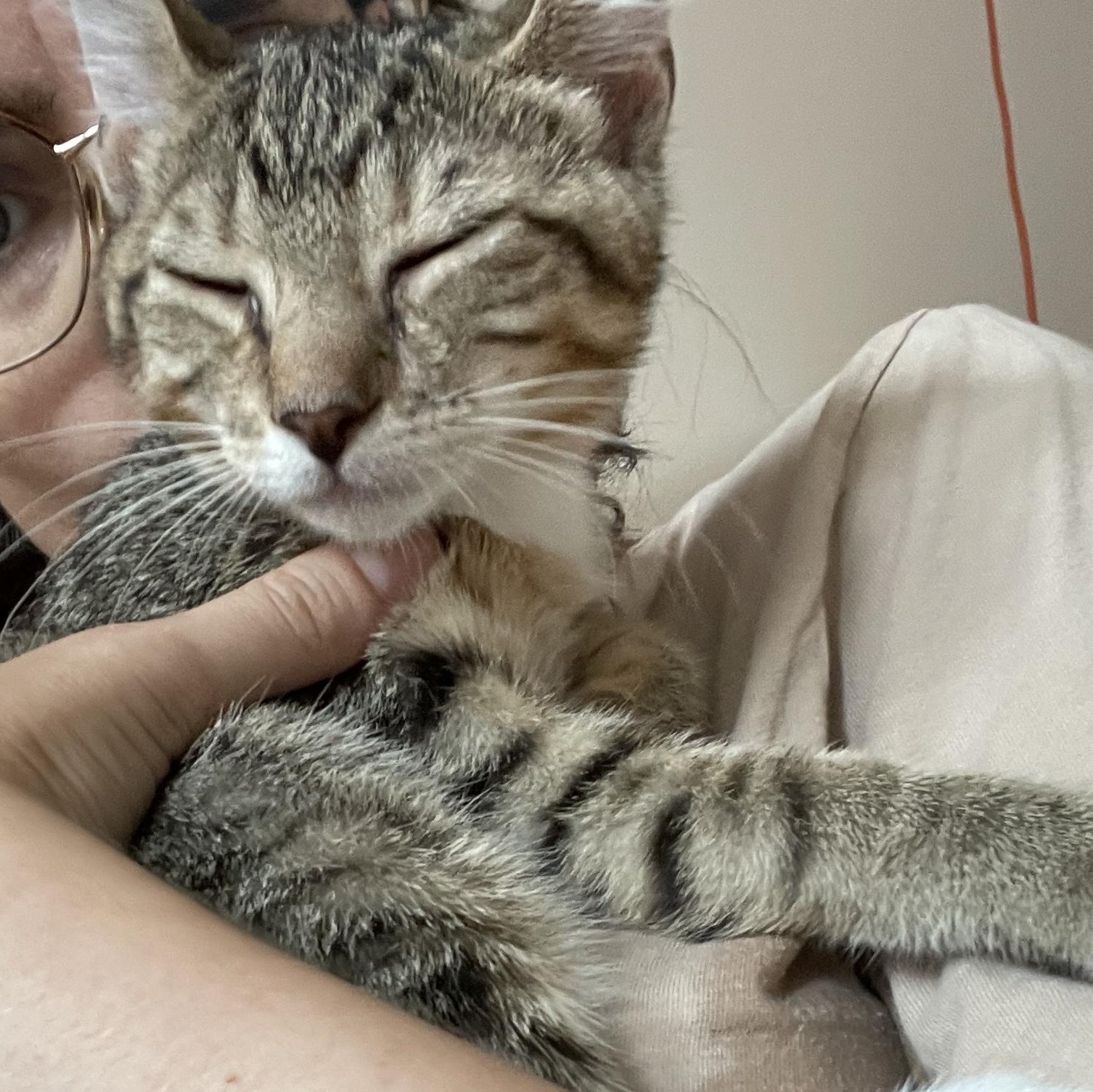 June & Bug, a Adopted Domestic Short Hair in Brooklyn , NY image 6/6