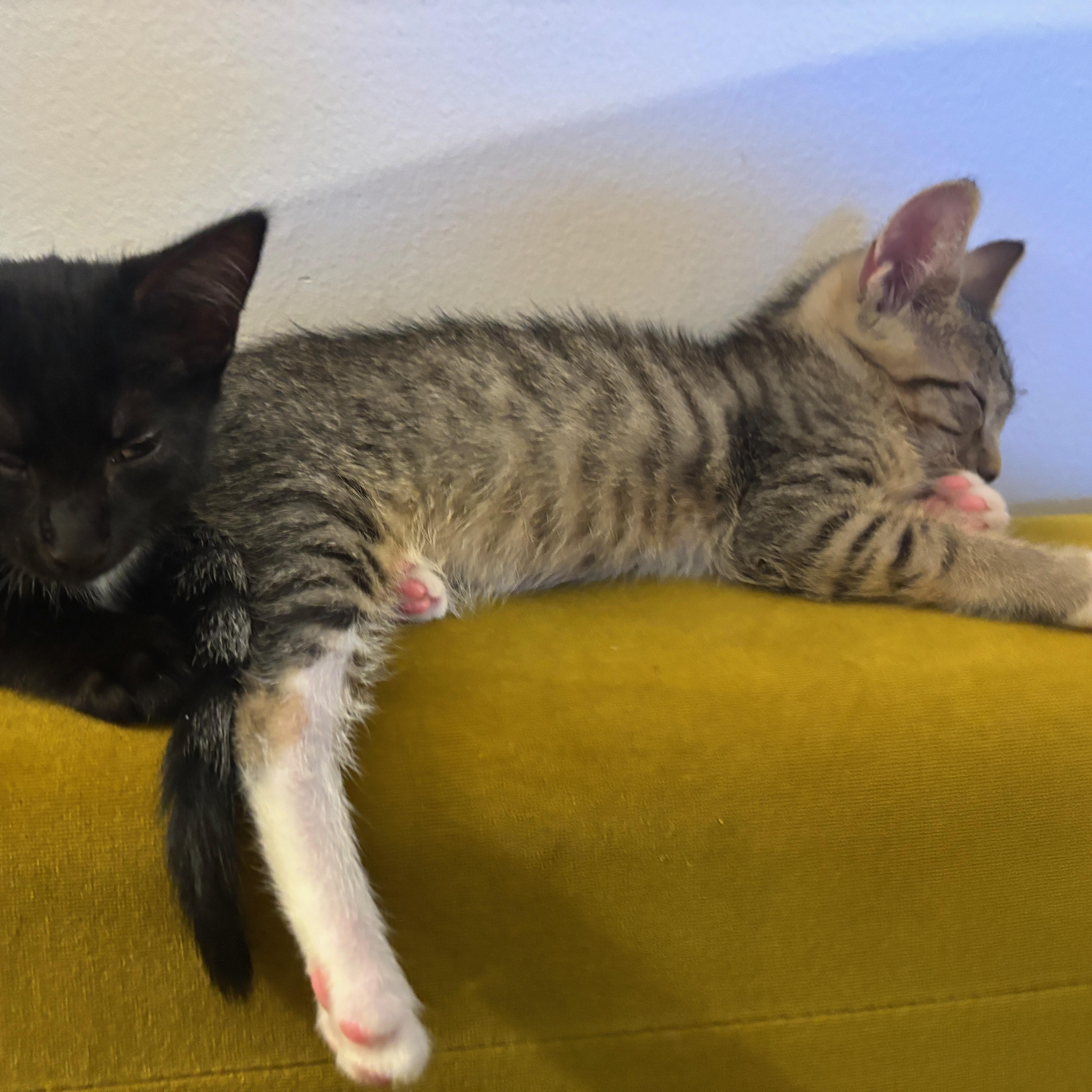 June & Bug, a Adopted Domestic Short Hair in Brooklyn , NY image 4/6
