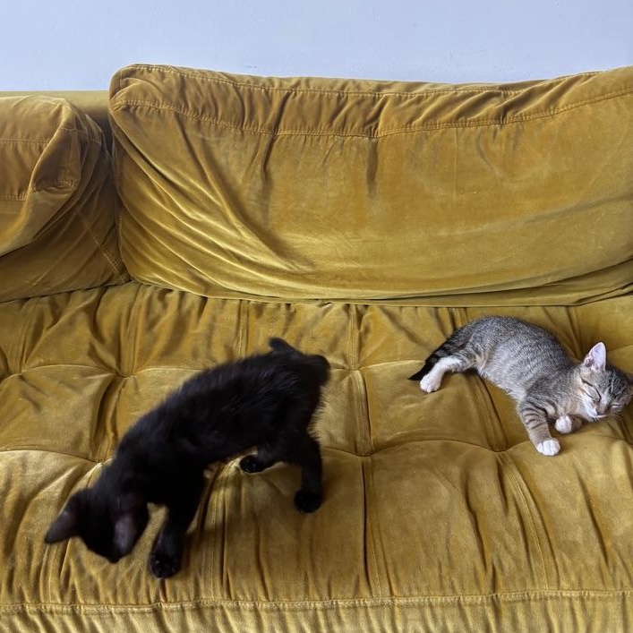 June & Bug, a Adopted Domestic Short Hair in Brooklyn , NY image 5/6