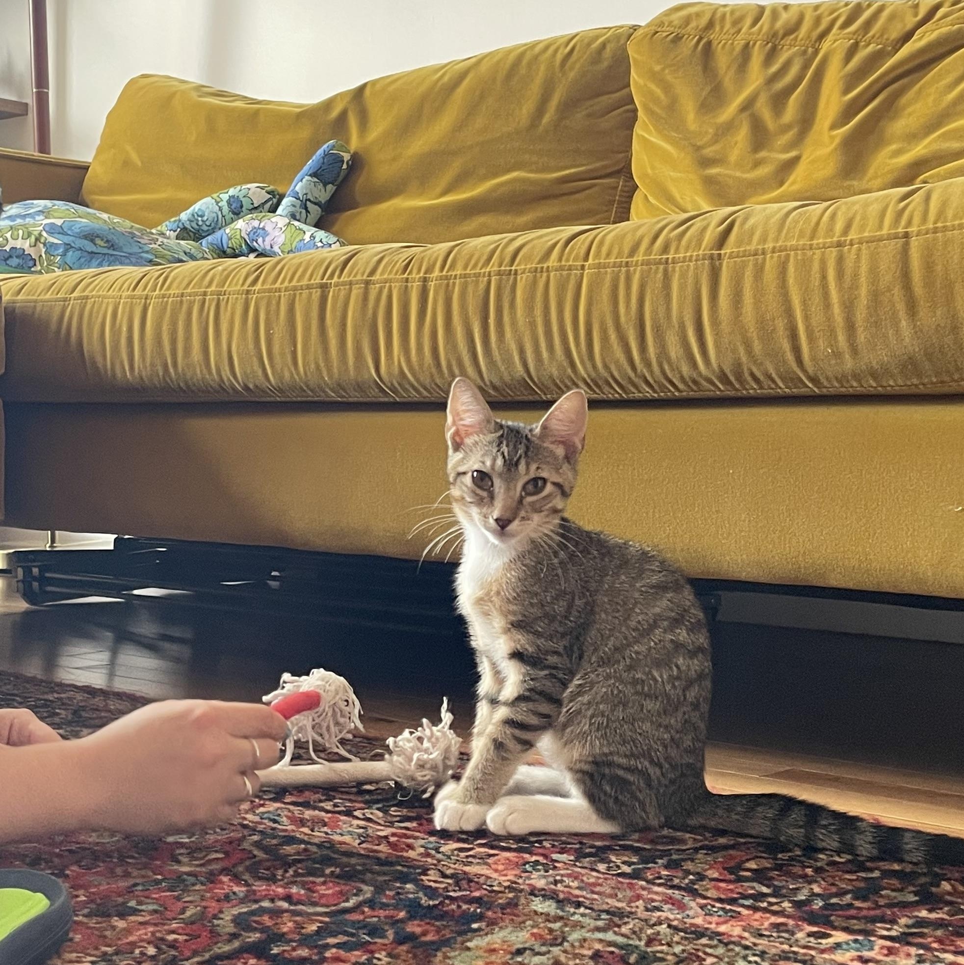 June & Bug, a Adopted Domestic Short Hair in Brooklyn , NY image 1/6