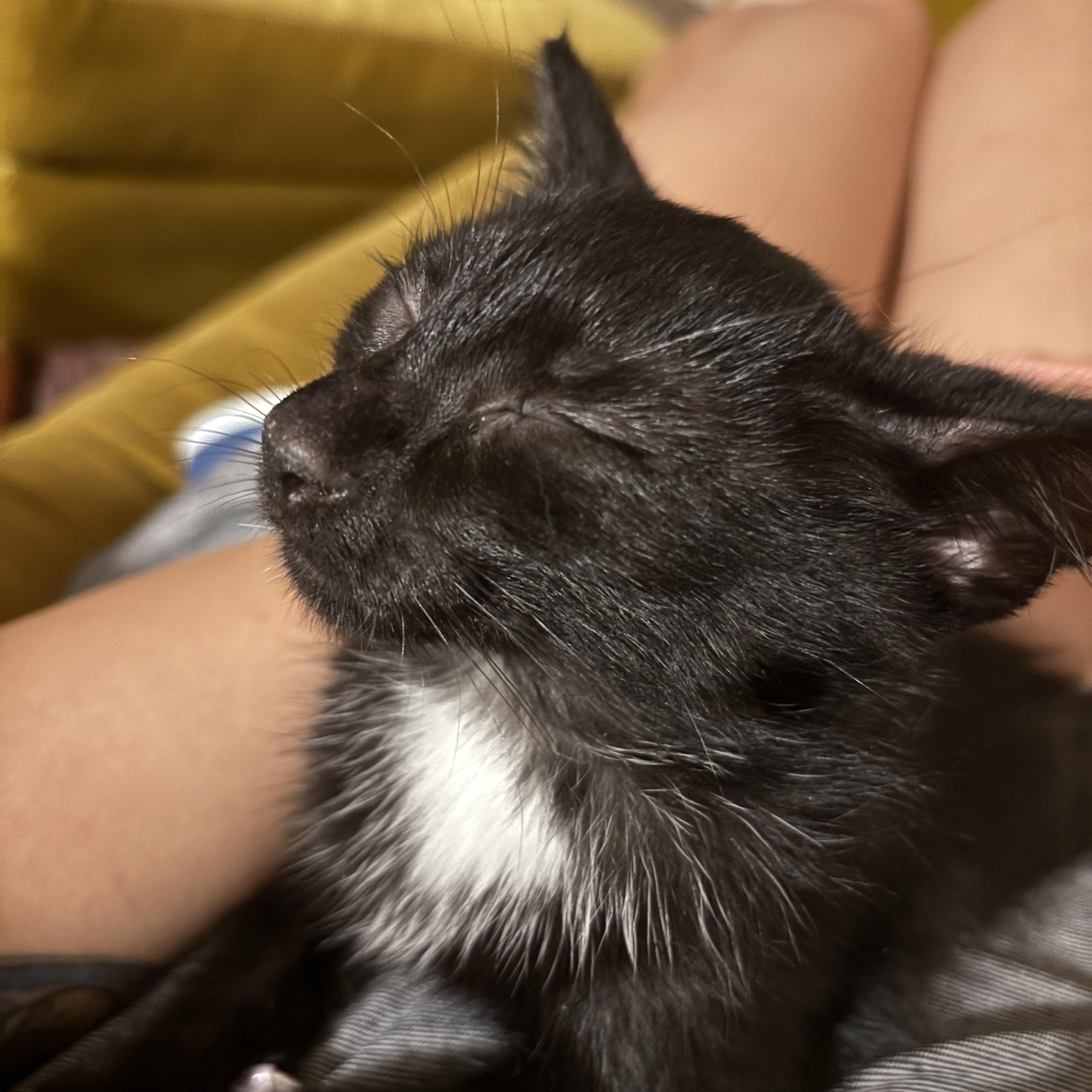 June & Bug, a Adopted Domestic Short Hair in Brooklyn , NY image 2/6