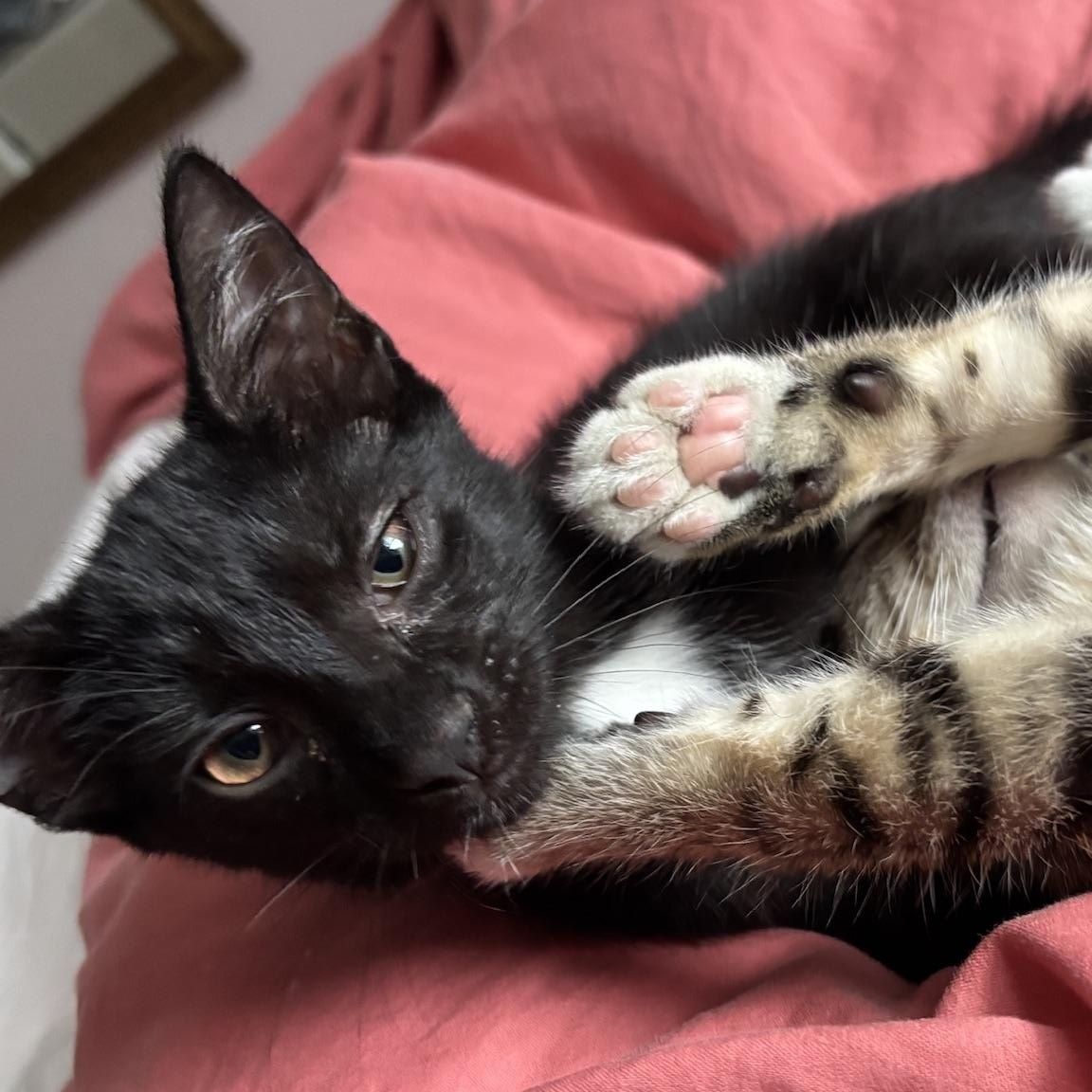 June & Bug, a Adopted Domestic Short Hair in Brooklyn , NY image 3/6