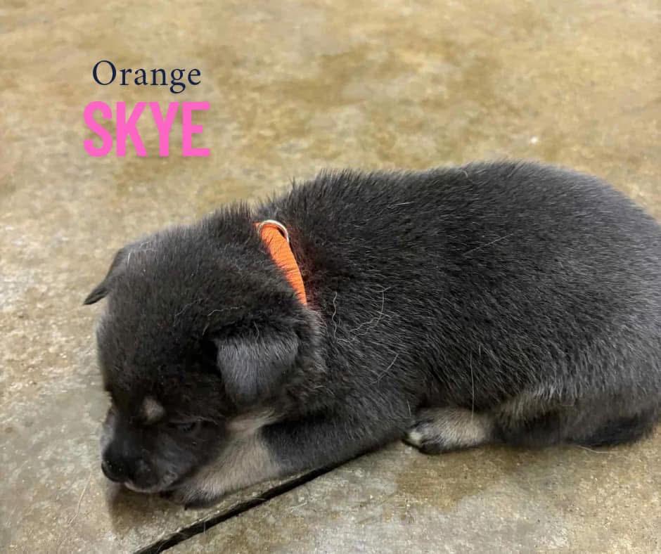 Skye