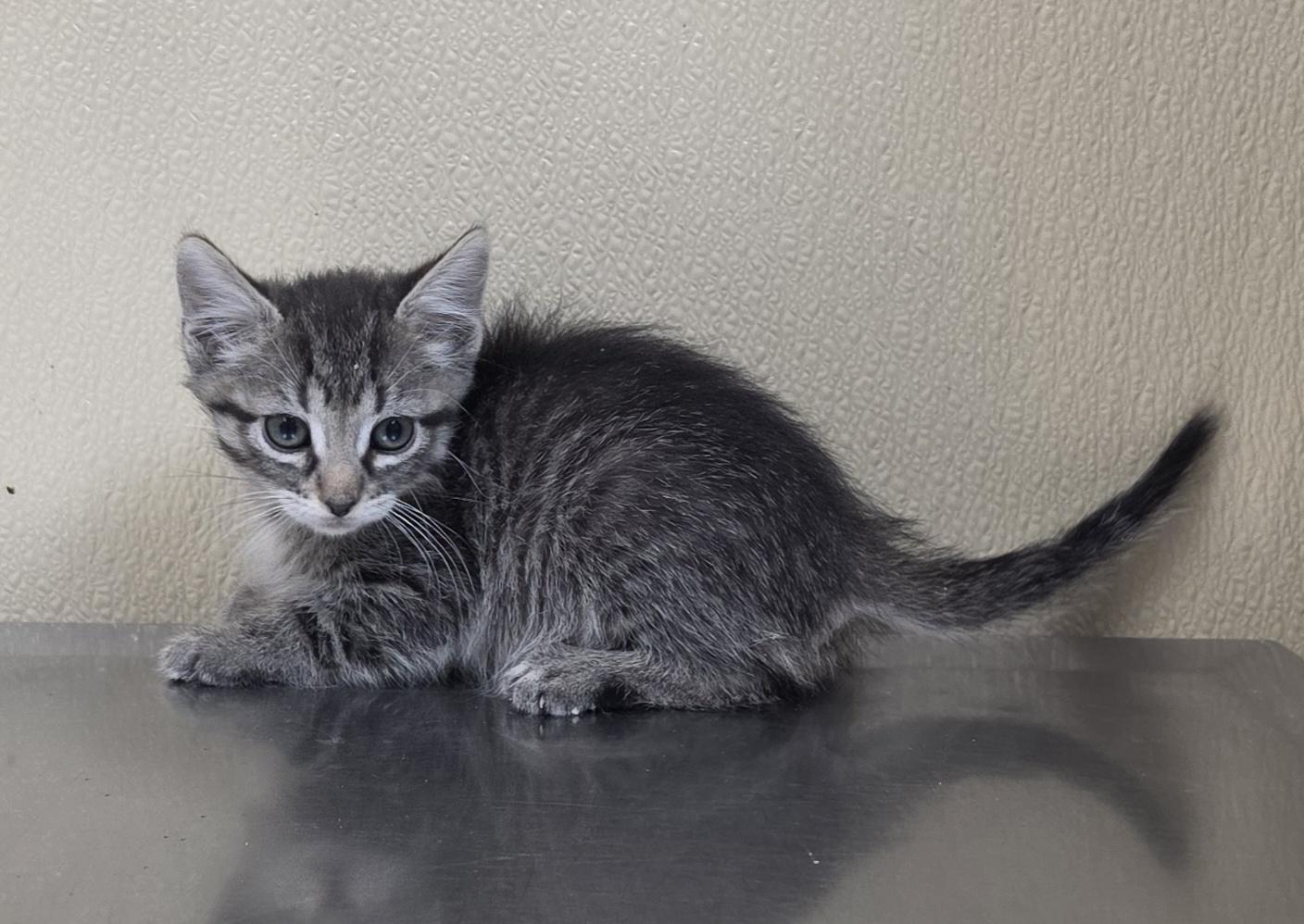 Phoenix, adoptable, Kitten Female Domestic Short Hair & Tabby.