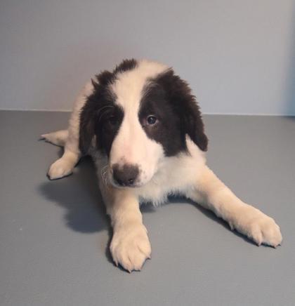 Enlarge Earl, a Adoptable mixed breed in Malvern, PA image 1/2