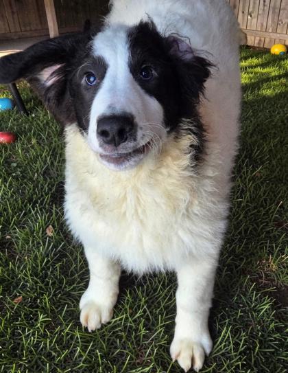 Enlarge Earl, a Adoptable mixed breed in Malvern, PA image 2/2
