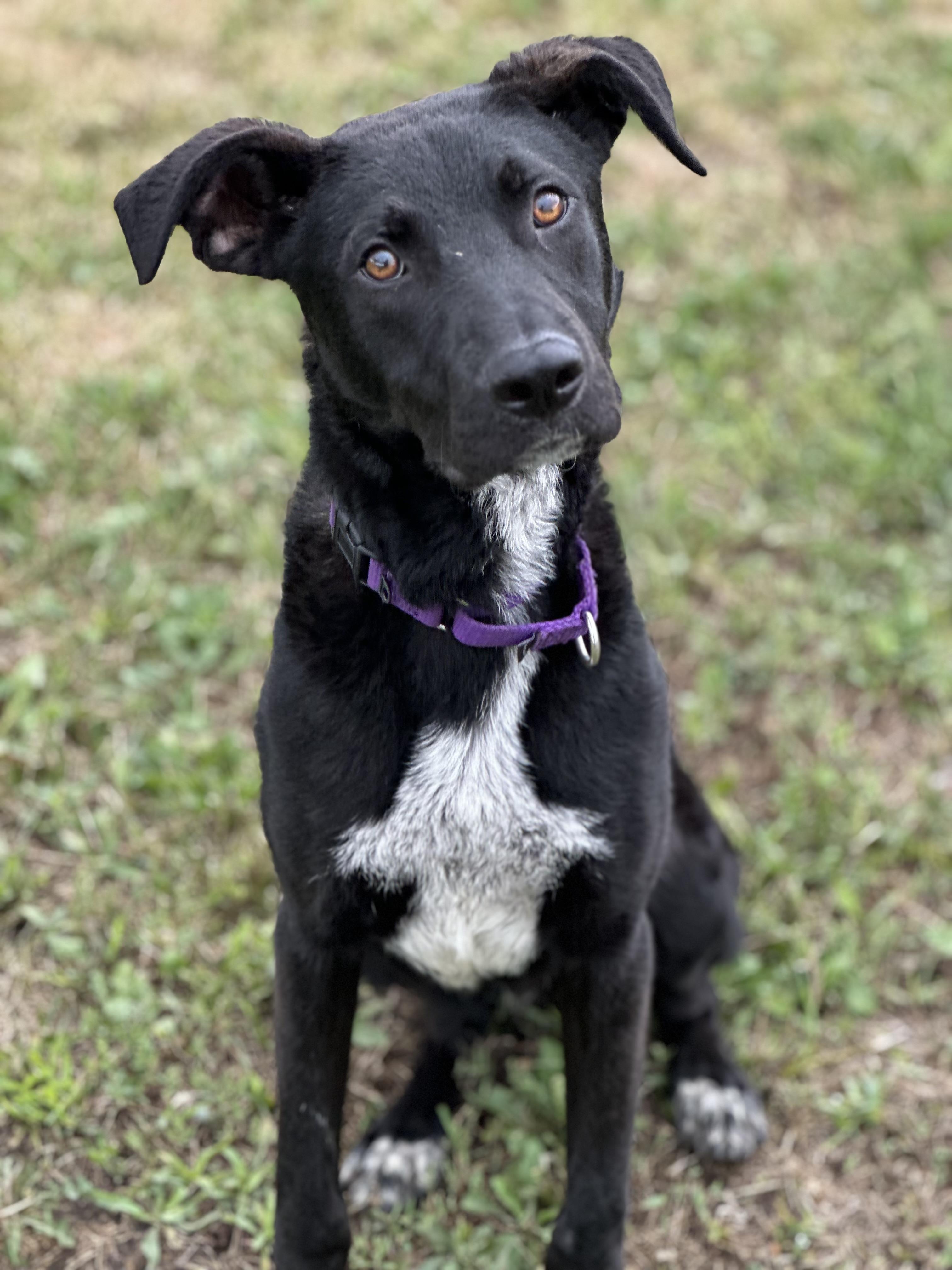 Ricky, an adoptable Black Labrador Retriever in Alliston, ON, L0G 1A0 | Photo Image 1