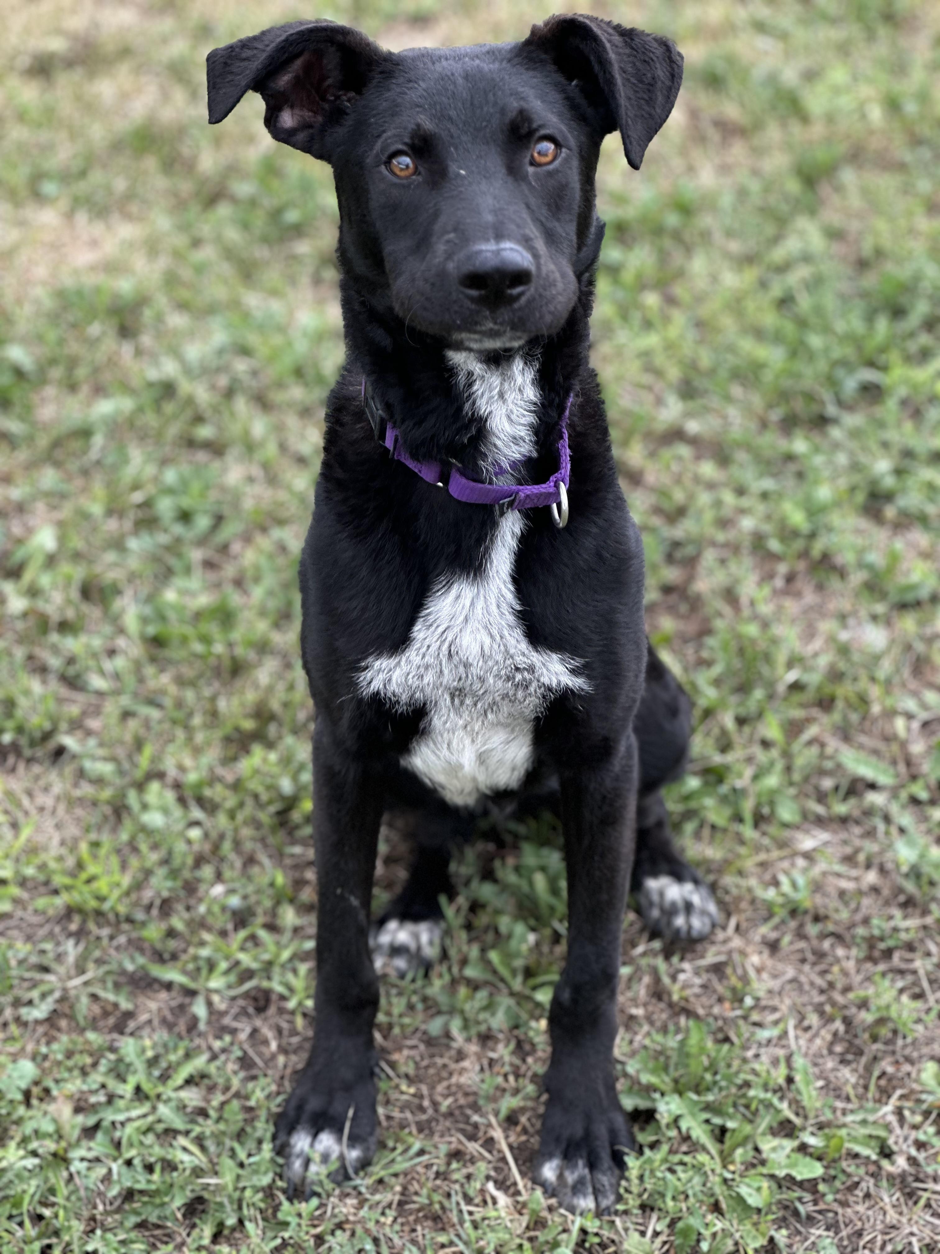 Ricky, an adoptable Black Labrador Retriever in Alliston, ON, L0G 1A0 | Photo Image 3