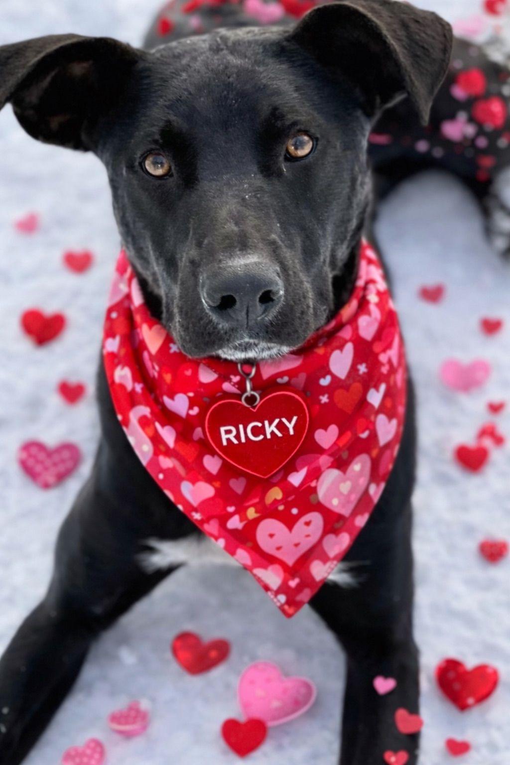 Ricky, Adoptable, Young Male Black Labrador Retriever.