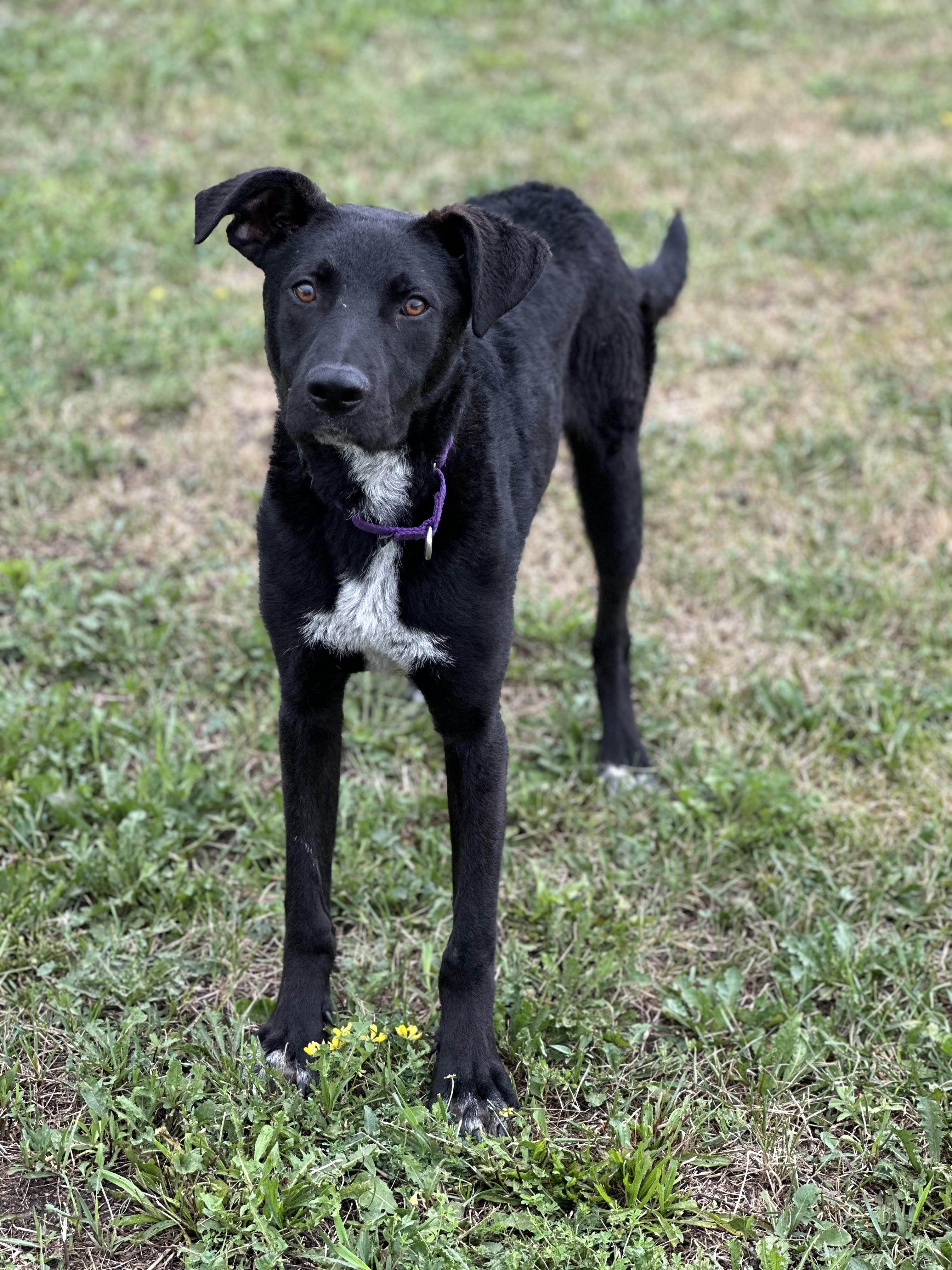Ricky, an adoptable Black Labrador Retriever in Alliston, ON, L0G 1A0 | Photo Image 2
