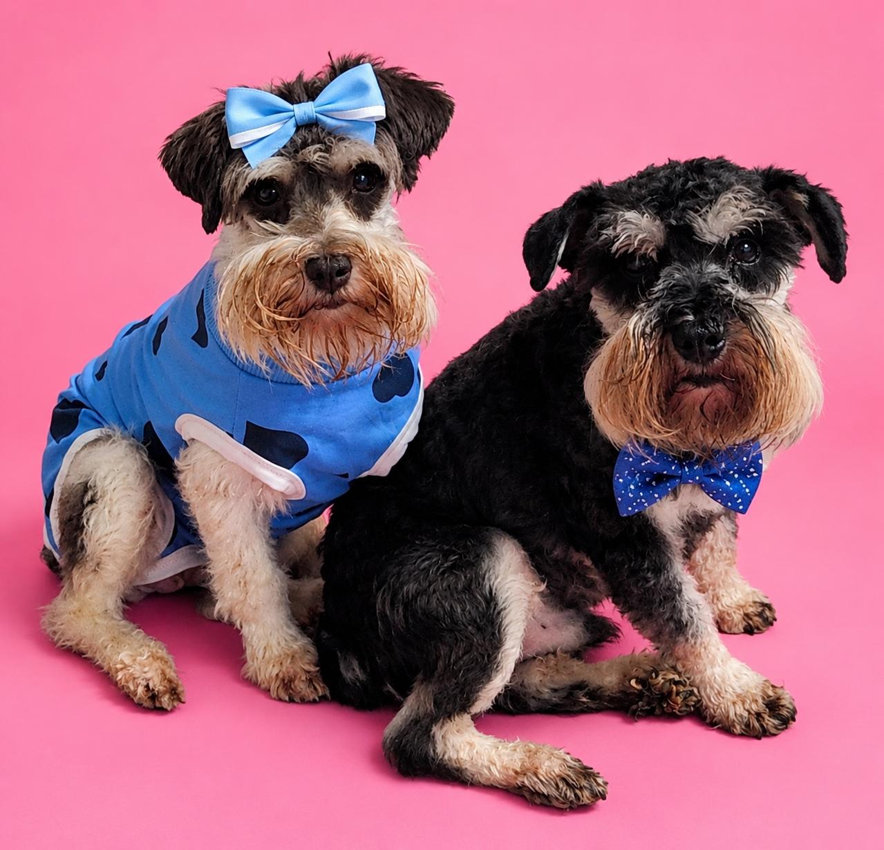 Ivey, a Adoptable Miniature Schnauzer in North Augusta, SC image 1/4