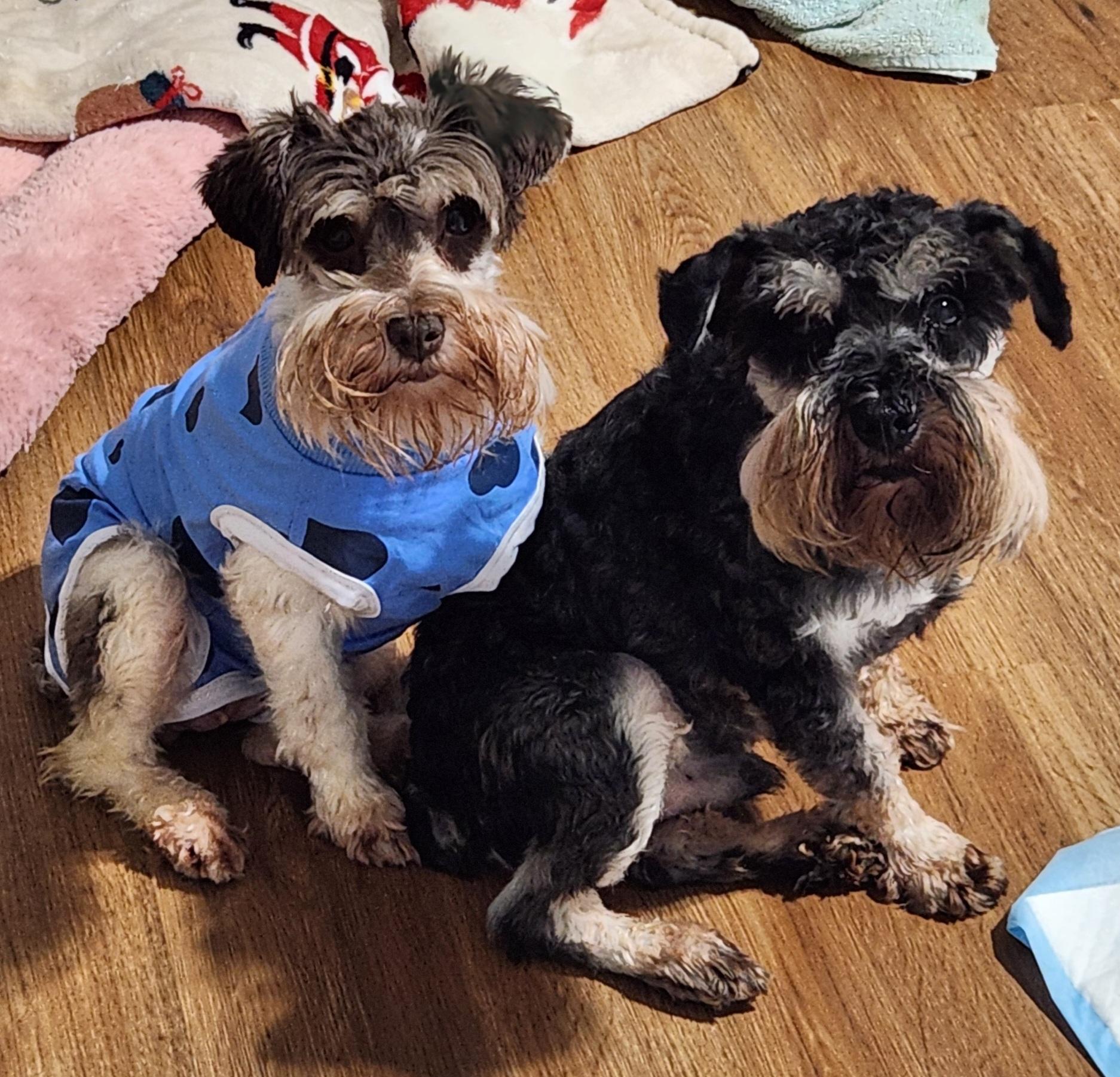 Ivey, a Adoptable Miniature Schnauzer in North Augusta, SC image 4/4