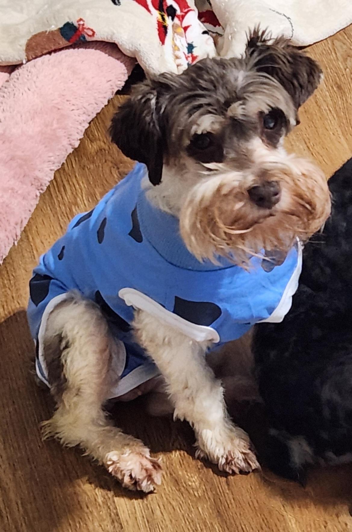 Ivey, a Adoptable Miniature Schnauzer in North Augusta, SC image 2/4