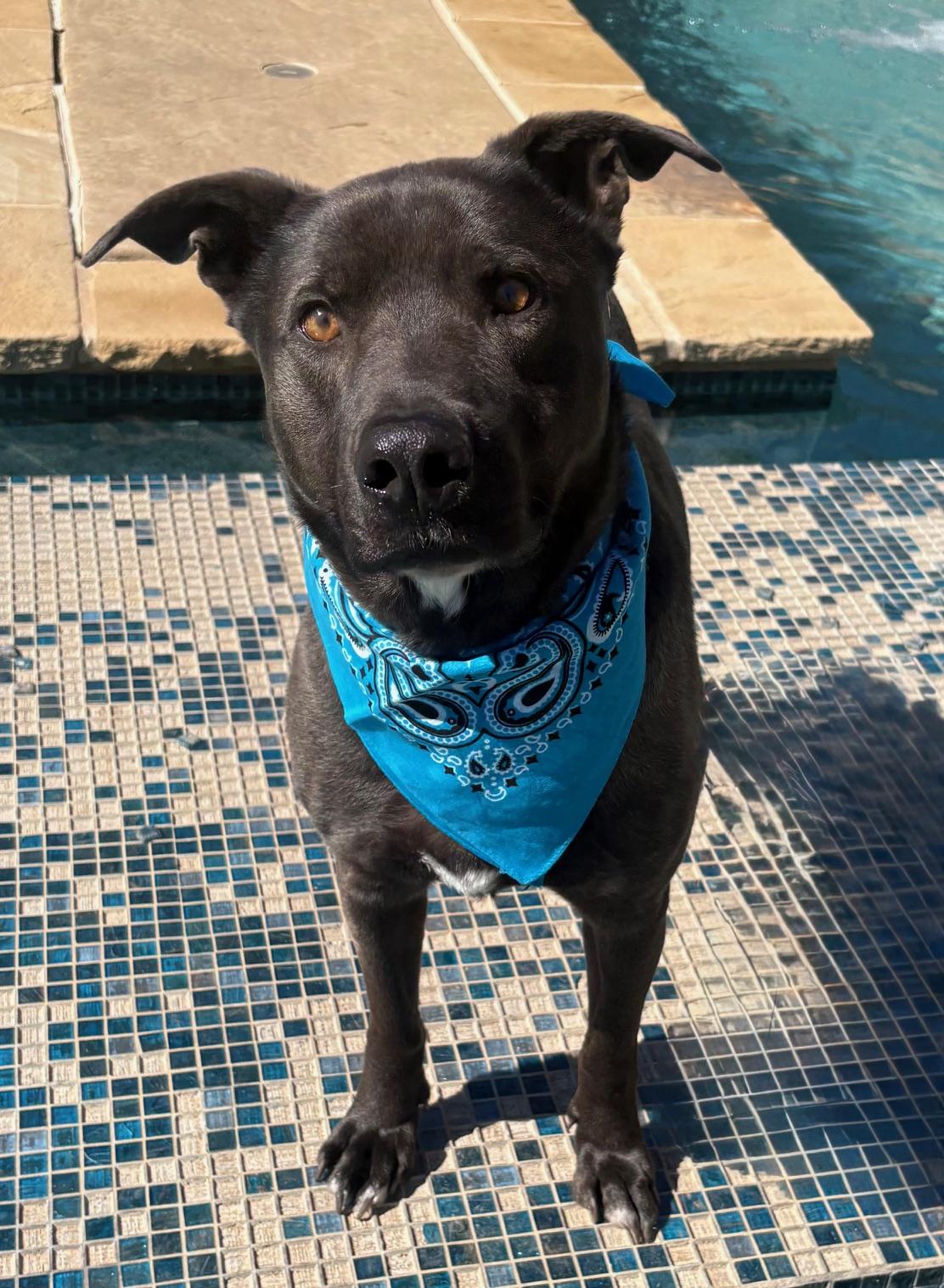 Enlarge Oso, a Adoptable mixed breed in  Albany, NY image 6/6