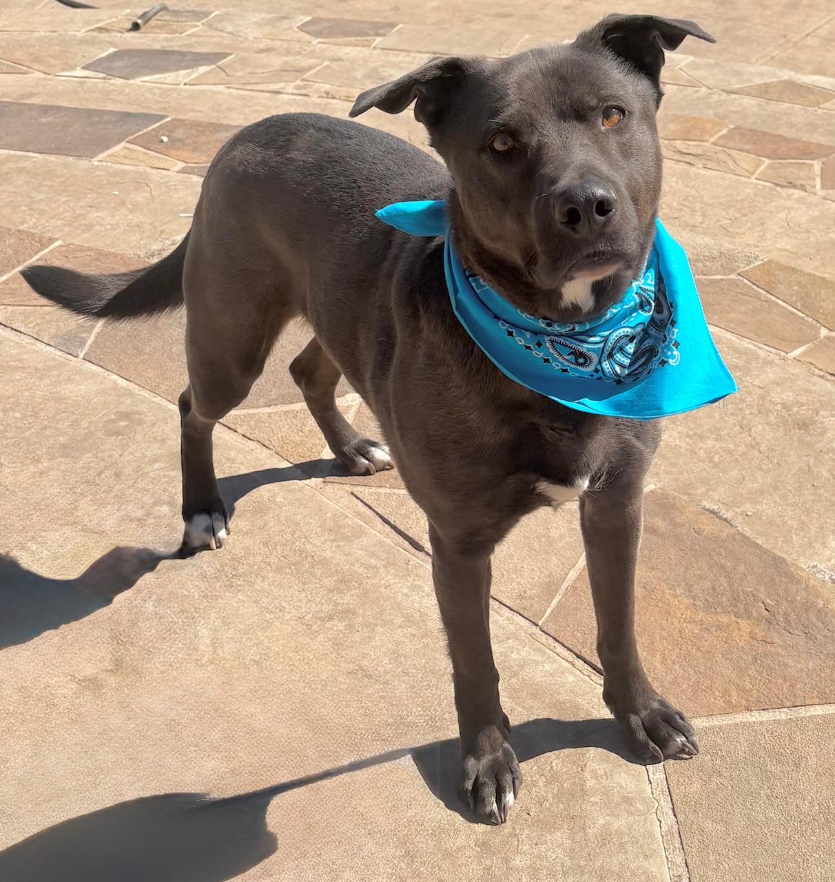 Enlarge Oso, a Adoptable mixed breed in  Albany, NY image 4/6