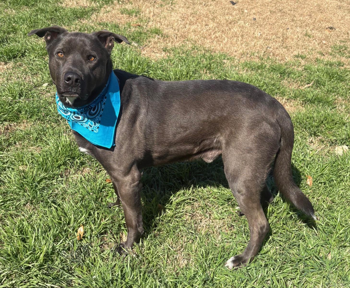 Enlarge Oso, a Adoptable mixed breed in  Albany, NY image 5/6