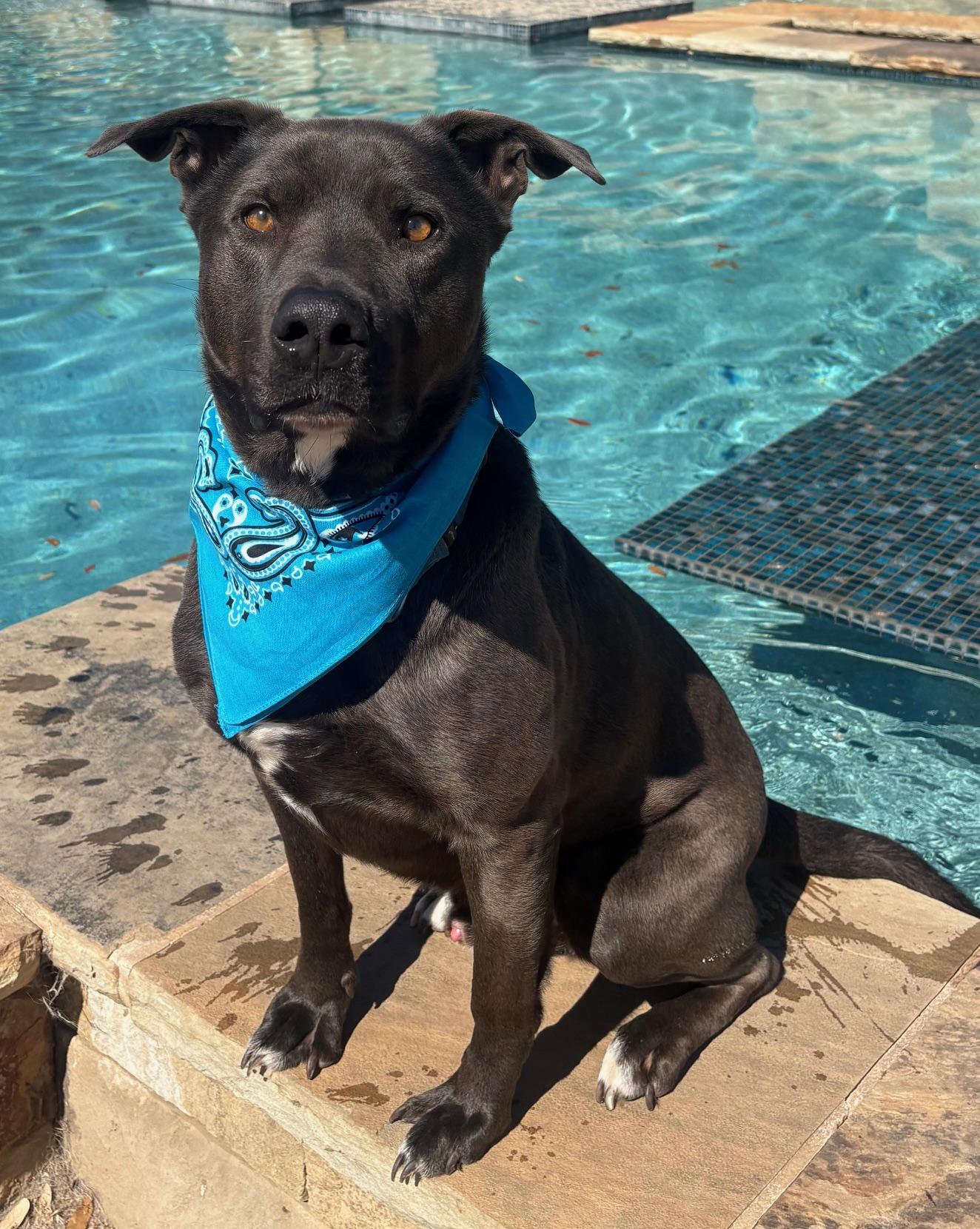 Oso, Adoptable, Young Male Black Labrador Retriever & Pit Bull Terrier.