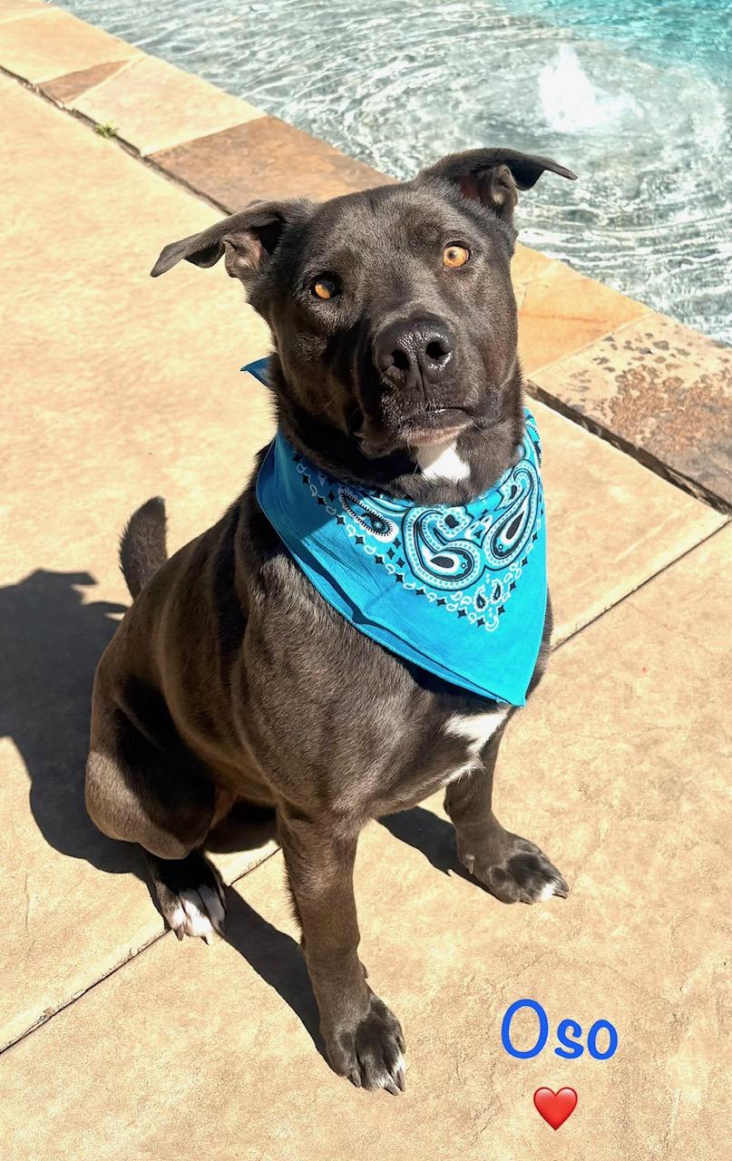 Enlarge Oso, a Adoptable mixed breed in  Albany, NY image 2/6