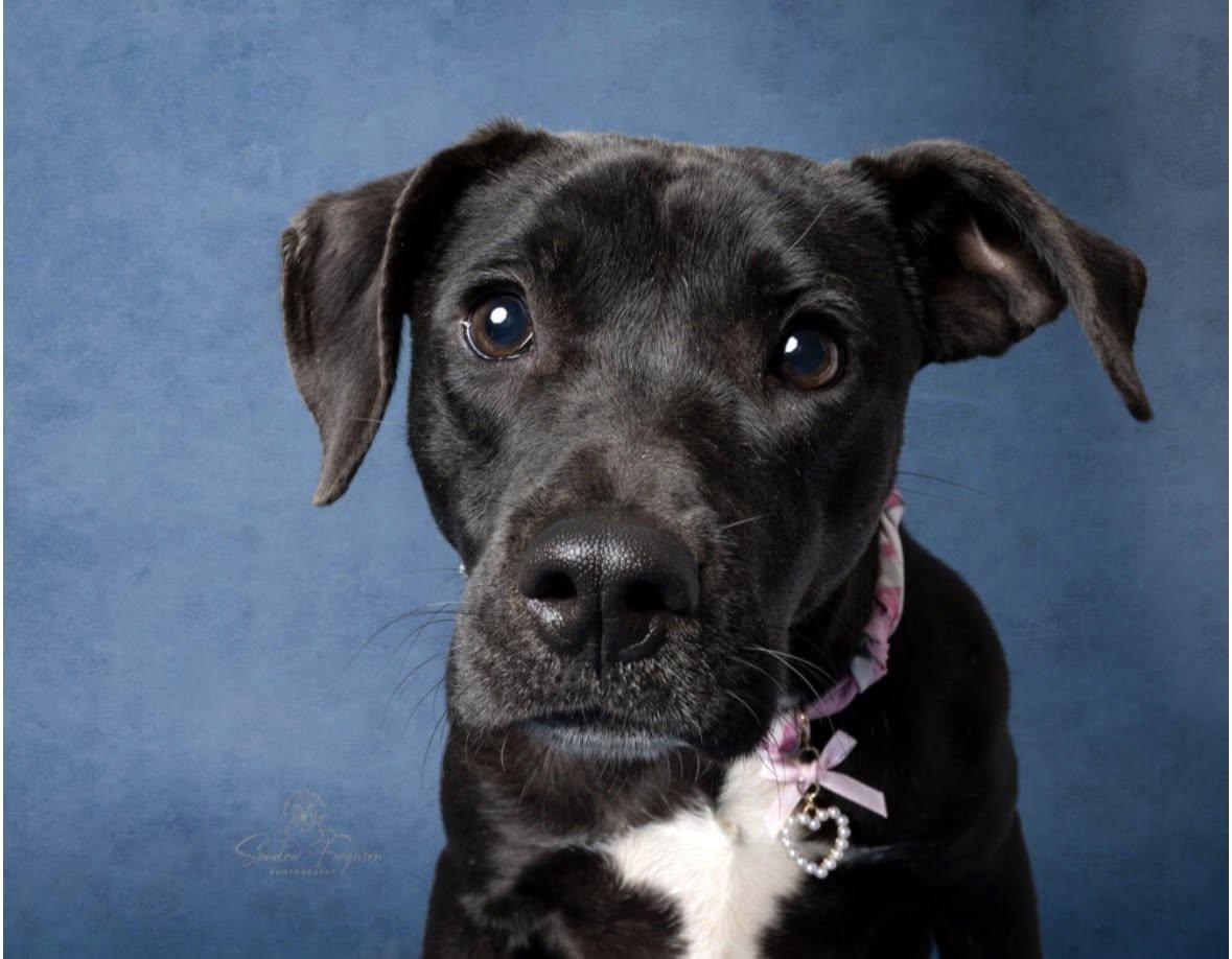 Enlarge Comet (30 pounds), a ADOPTABLE Labrador Retriever in Millington, TN image 2/2