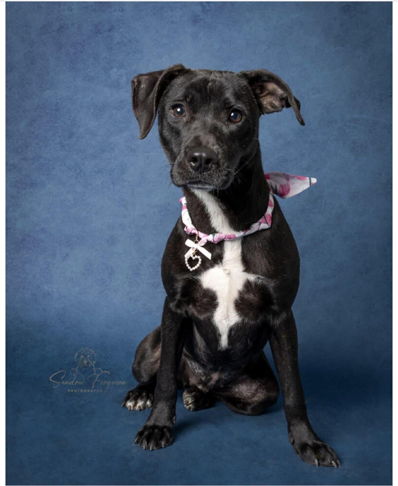 Enlarge Comet (30 pounds), a ADOPTABLE Labrador Retriever in Millington, TN image 1/2