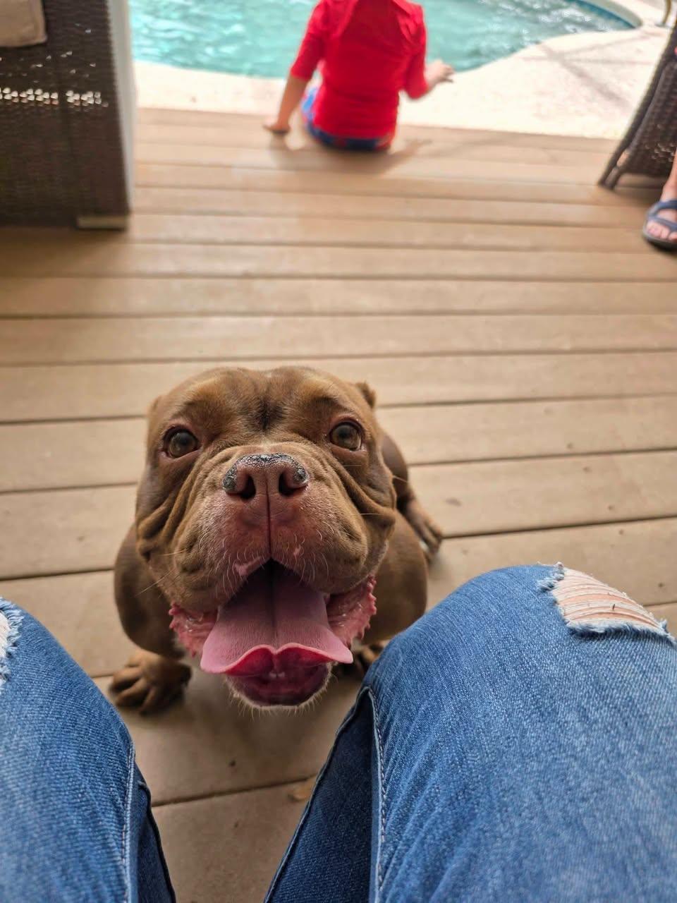 Enlarge Brick, a ADOPTABLE American Bully in Gainesville, FL image 6/6