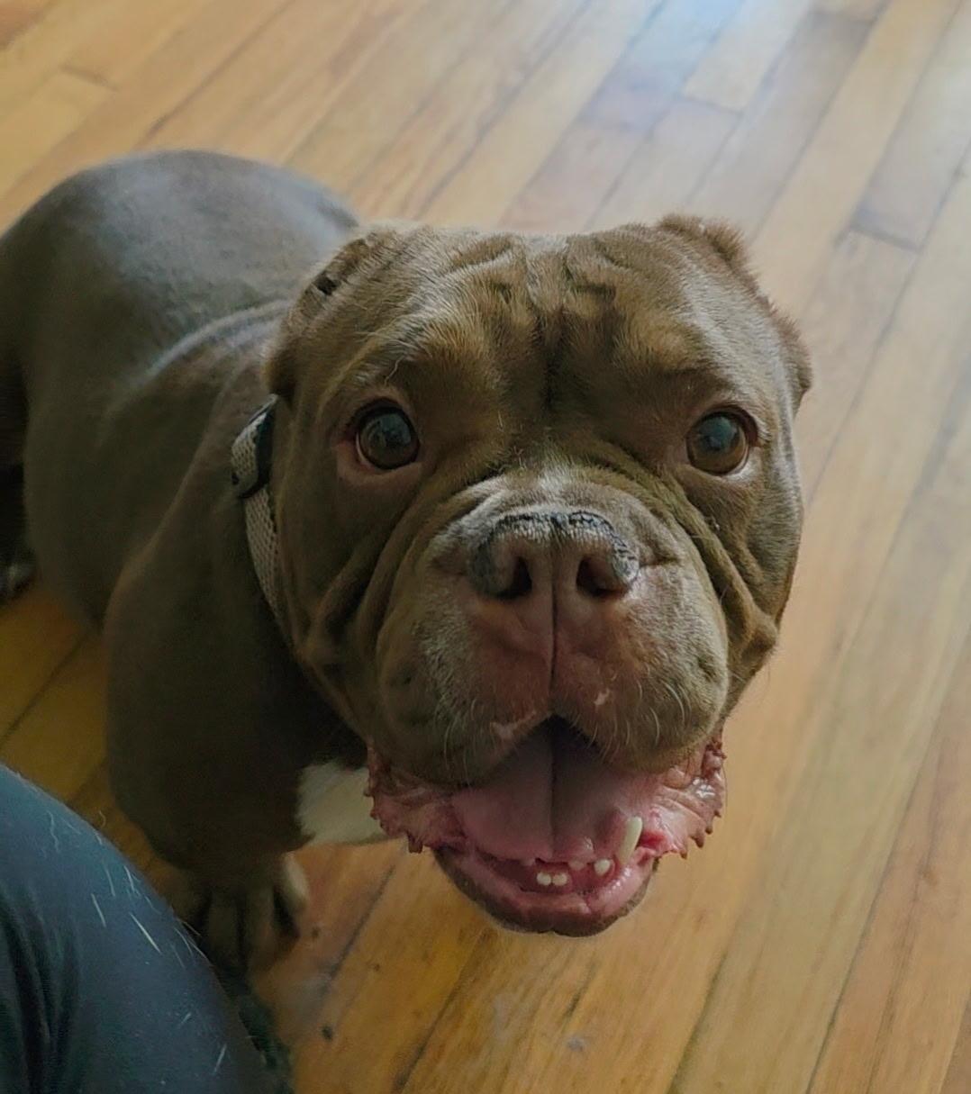 Enlarge Brick, a ADOPTABLE American Bully in Gainesville, FL image 3/6