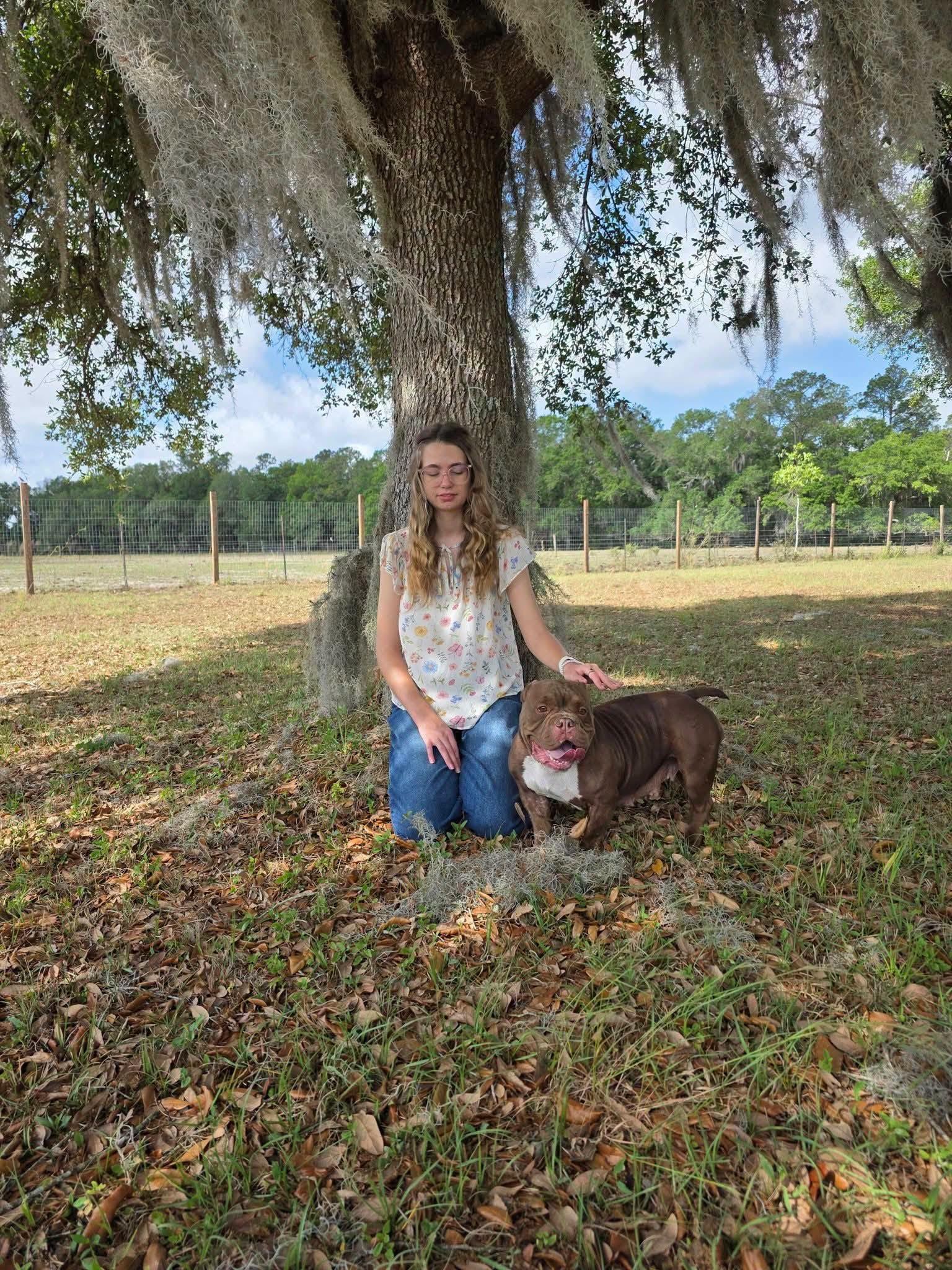 Enlarge Brick, a ADOPTABLE American Bully in Gainesville, FL image 2/6