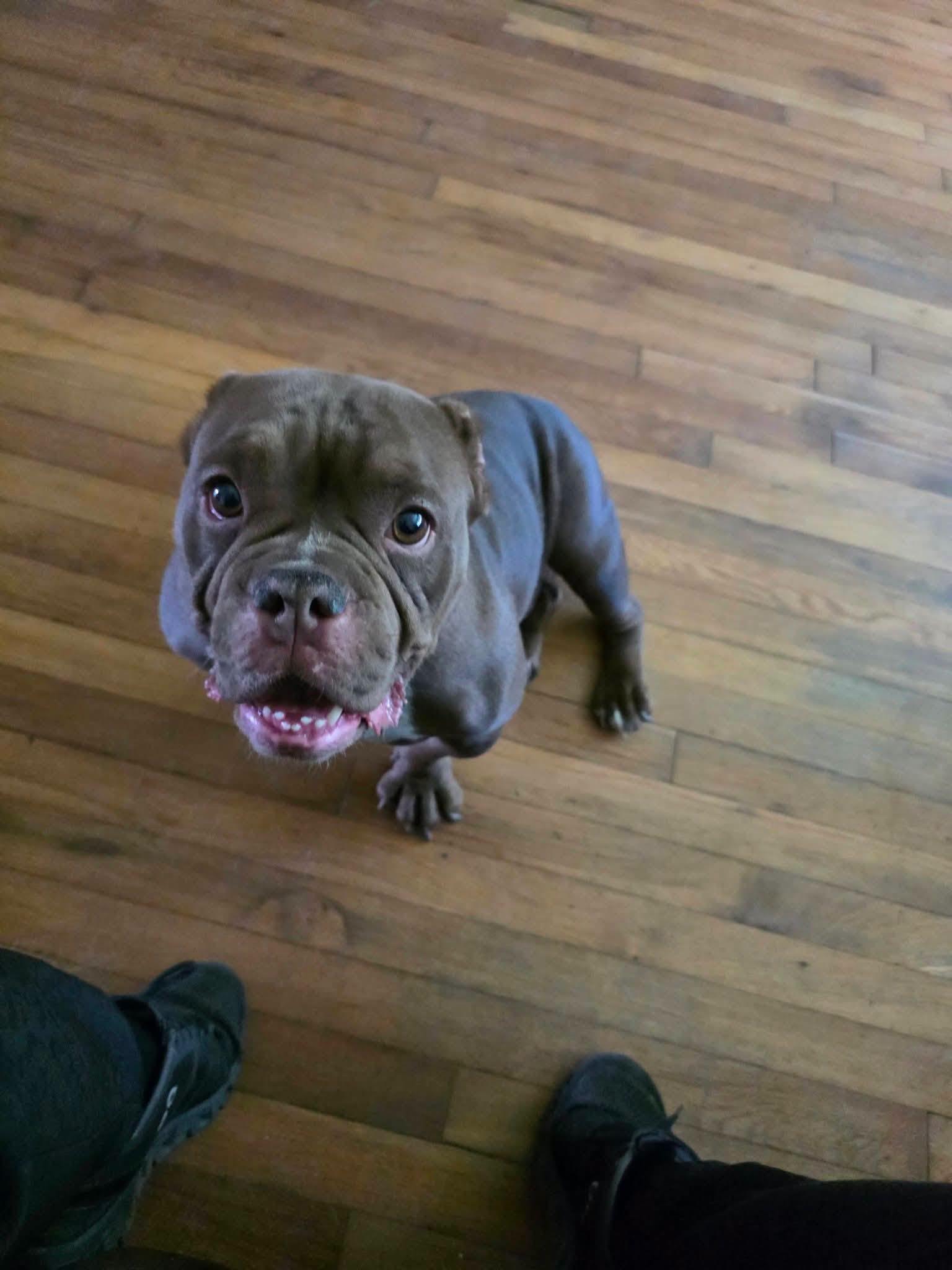 Brick, ADOPTABLE, Young Female American Bully.