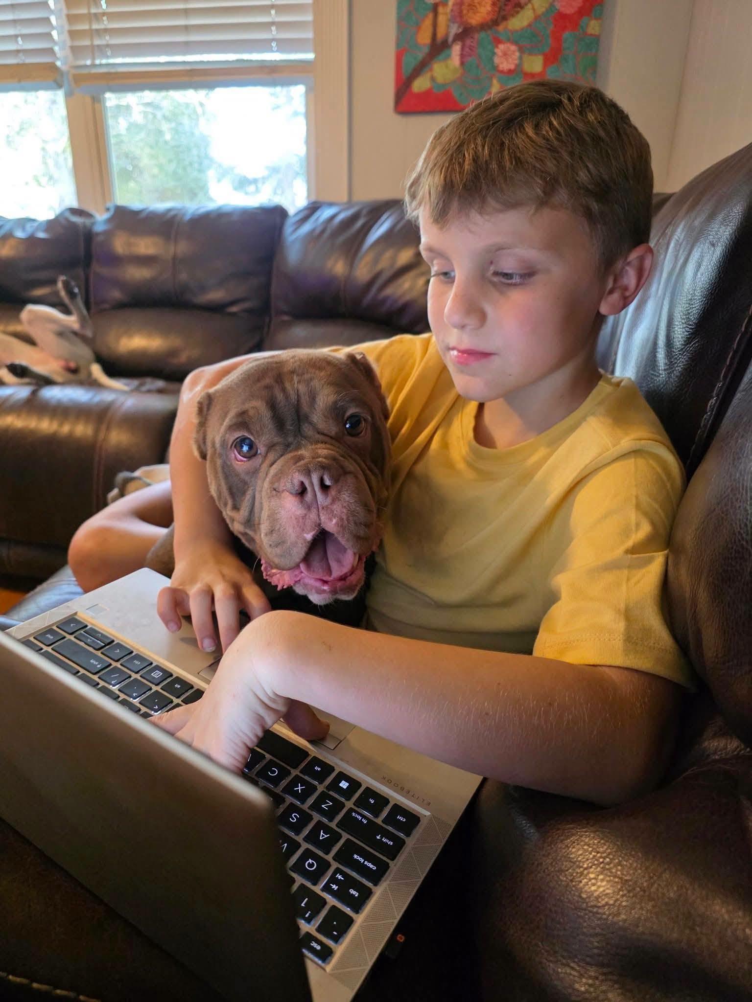 Enlarge Brick, a ADOPTABLE American Bully in Gainesville, FL image 4/6