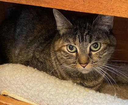 Enlarge Susan, a Adoptable Domestic Short Hair in Escondido, CA image 1/1
