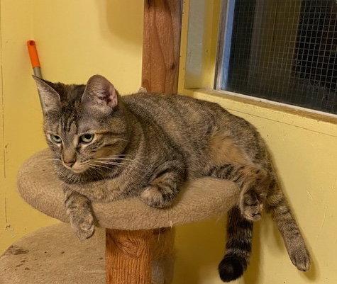 Susan, Adoptable, Young Female Domestic Short Hair.