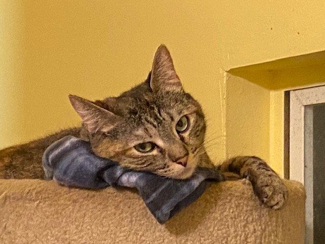 Susan, a Adoptable Domestic Short Hair in Escondido, CA image 2/2