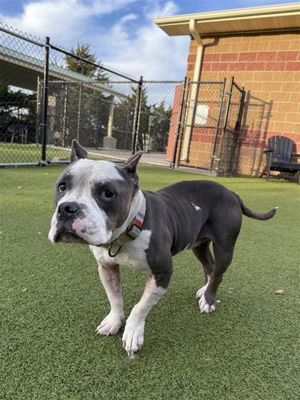 Gladiator, Adoptable, Adult Male American Staffordshire Terrier & Mixed Breed.
