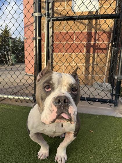 Enlarge Gladiator, a Adoptable mixed breed in Hutchinson, KS image 2/3