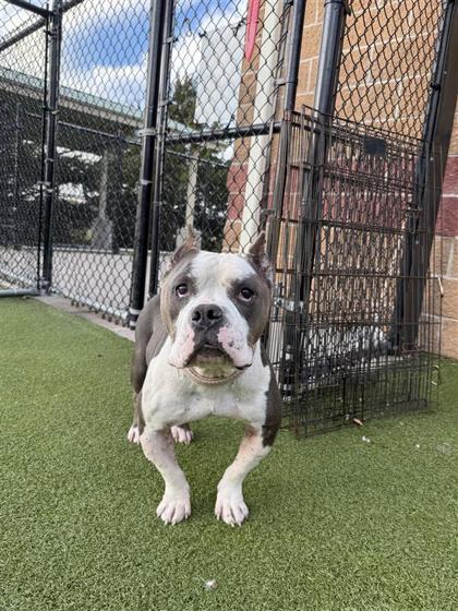 Enlarge Gladiator, a Adoptable mixed breed in Hutchinson, KS image 3/3