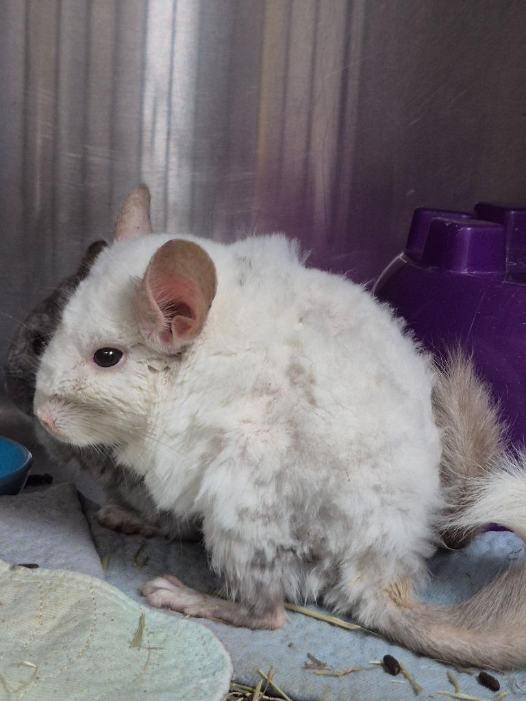 Enlarge Jordan, a Adoptable Chinchilla in Cincinnati, OH image 1/2