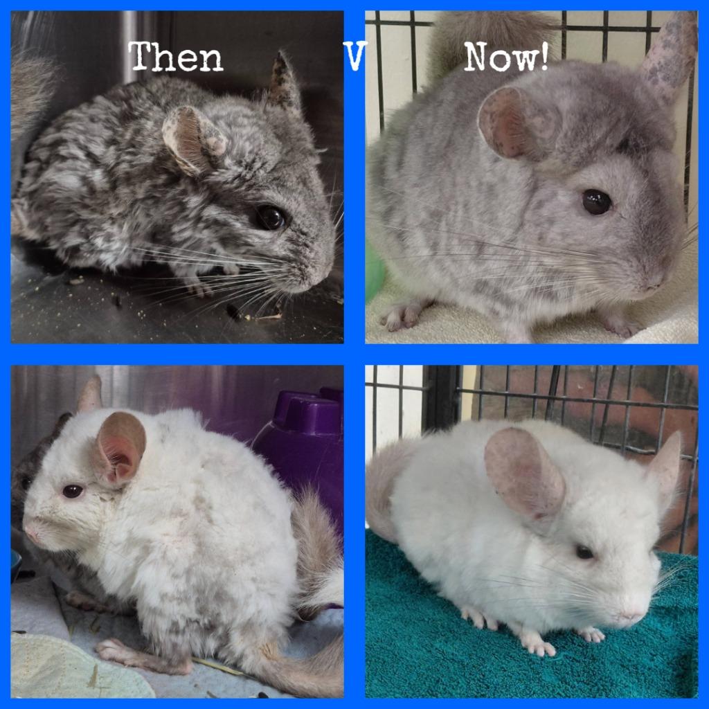 Enlarge Jordan, a Adoptable Chinchilla in Cincinnati, OH image 2/2