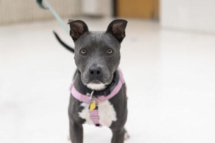 Darlin, Adoptable, Adult Female Pit Bull Terrier & Mixed Breed.