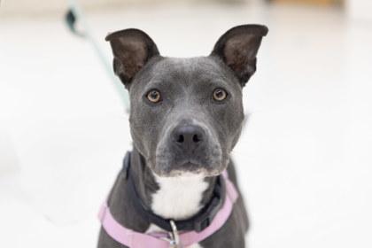 Enlarge Darlin, a Adoptable mixed breed in Golden Valley, MN image 2/3