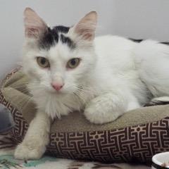 Kao, Young Male Domestic Short Hair