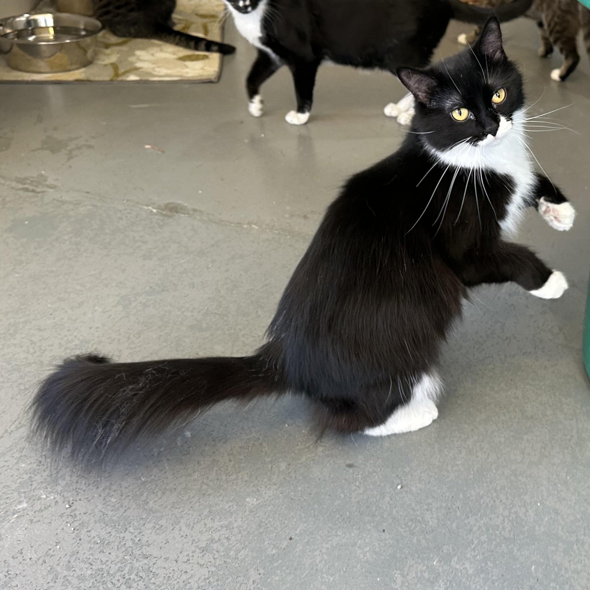 Enlarge Wanda, a Adoptable Domestic Long Hair in Latrobe, PA image 2/6