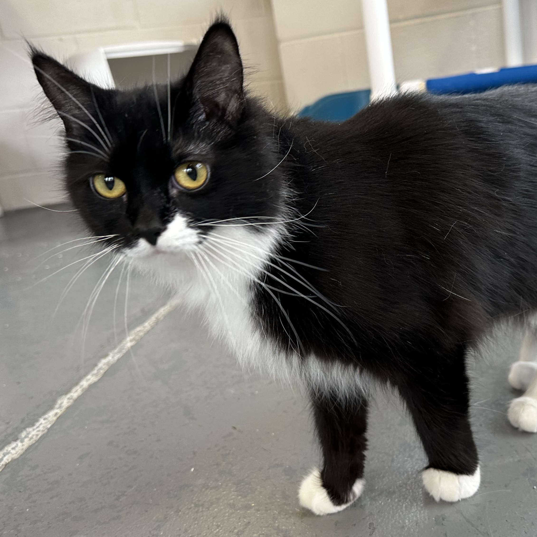 Enlarge Wanda, a Adoptable Domestic Long Hair in Latrobe, PA image 1/6