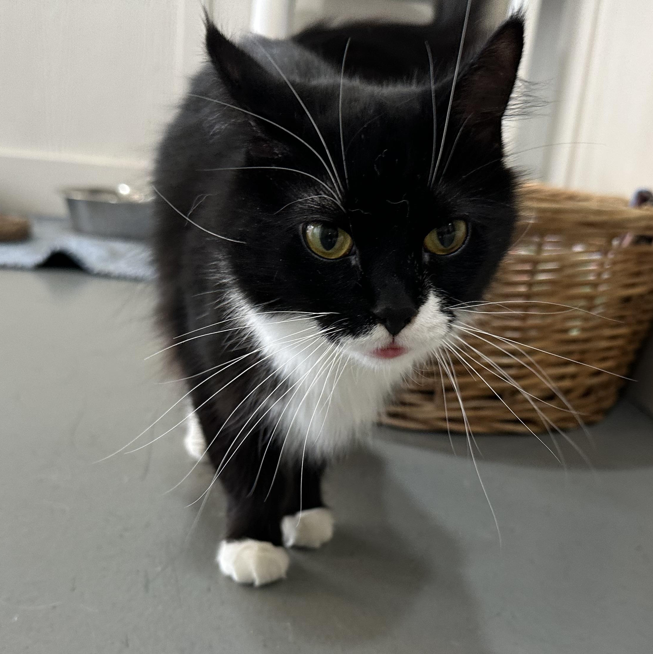 Enlarge Wanda, a Adoptable Domestic Long Hair in Latrobe, PA image 6/6