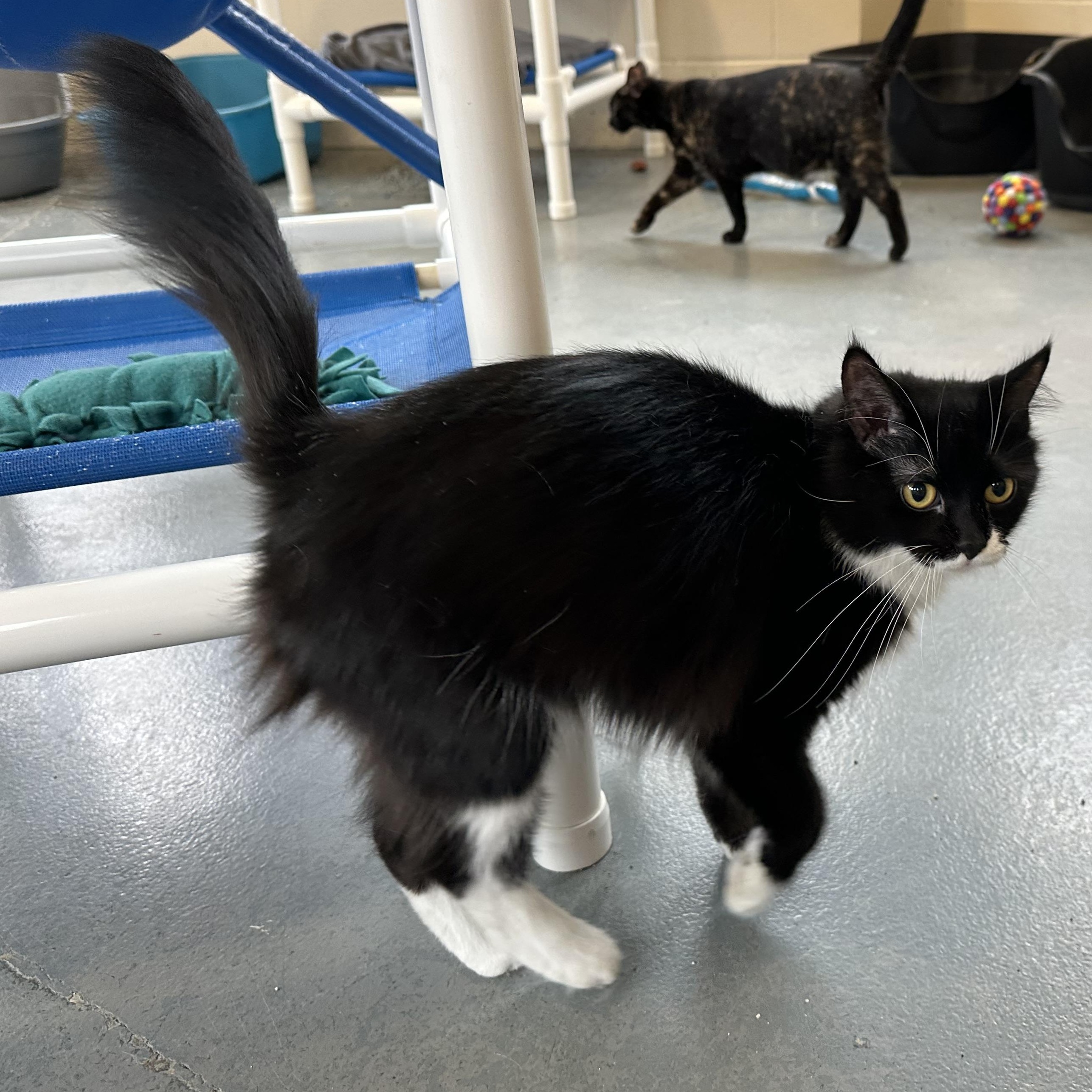 Enlarge Wanda, a Adoptable Domestic Long Hair in Latrobe, PA image 5/6